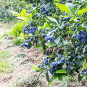 Blueberry Bushes