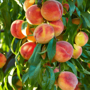 peach tree